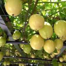 Passion Fruit Yellow